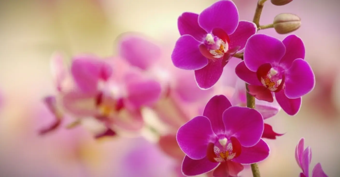 9 erreurs qui condamnent vos orchidées : la troisième surprend tout le monde