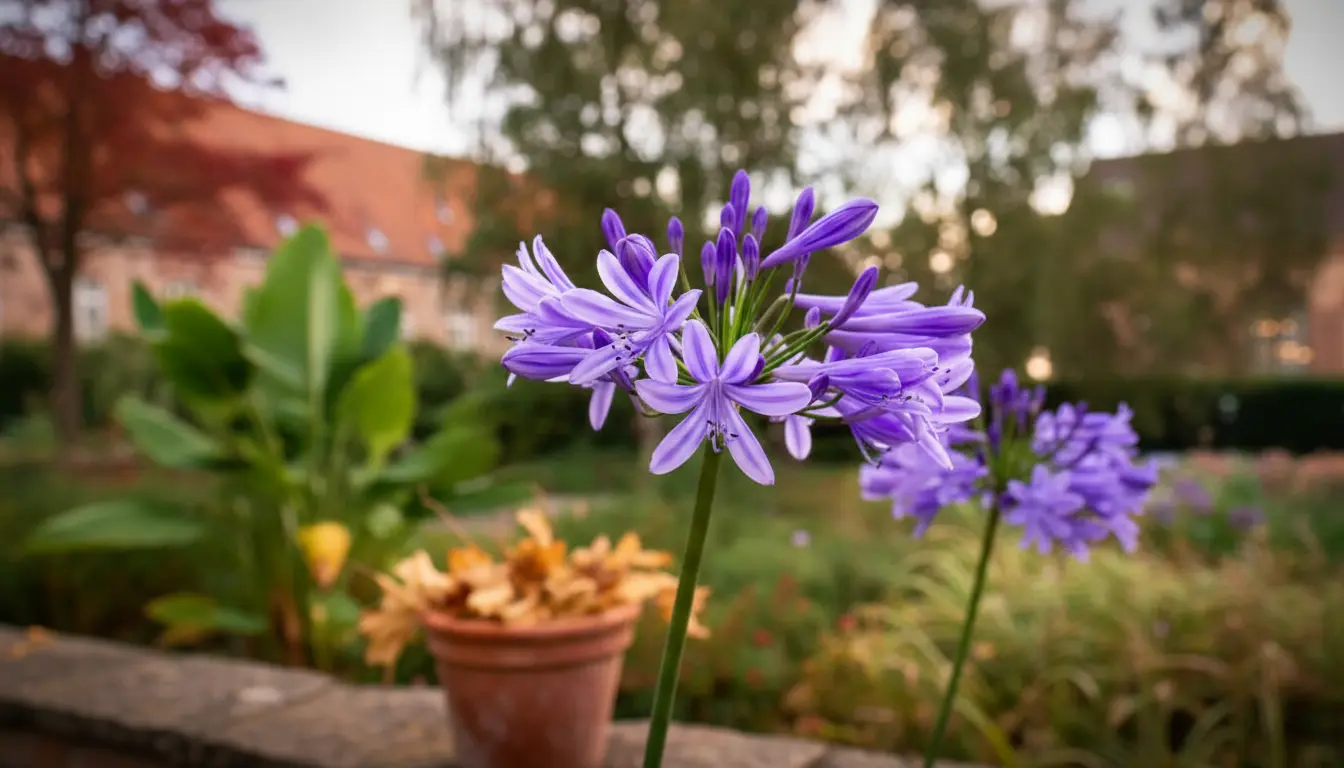 Ne faites surtout pas cette erreur en octobre : vos agapanthes risquent de dépérir