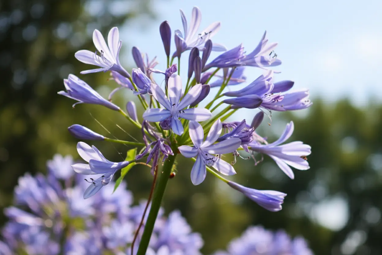 Ni paillage ni voile : cette plante protège vos fleurs du gel gratuitement