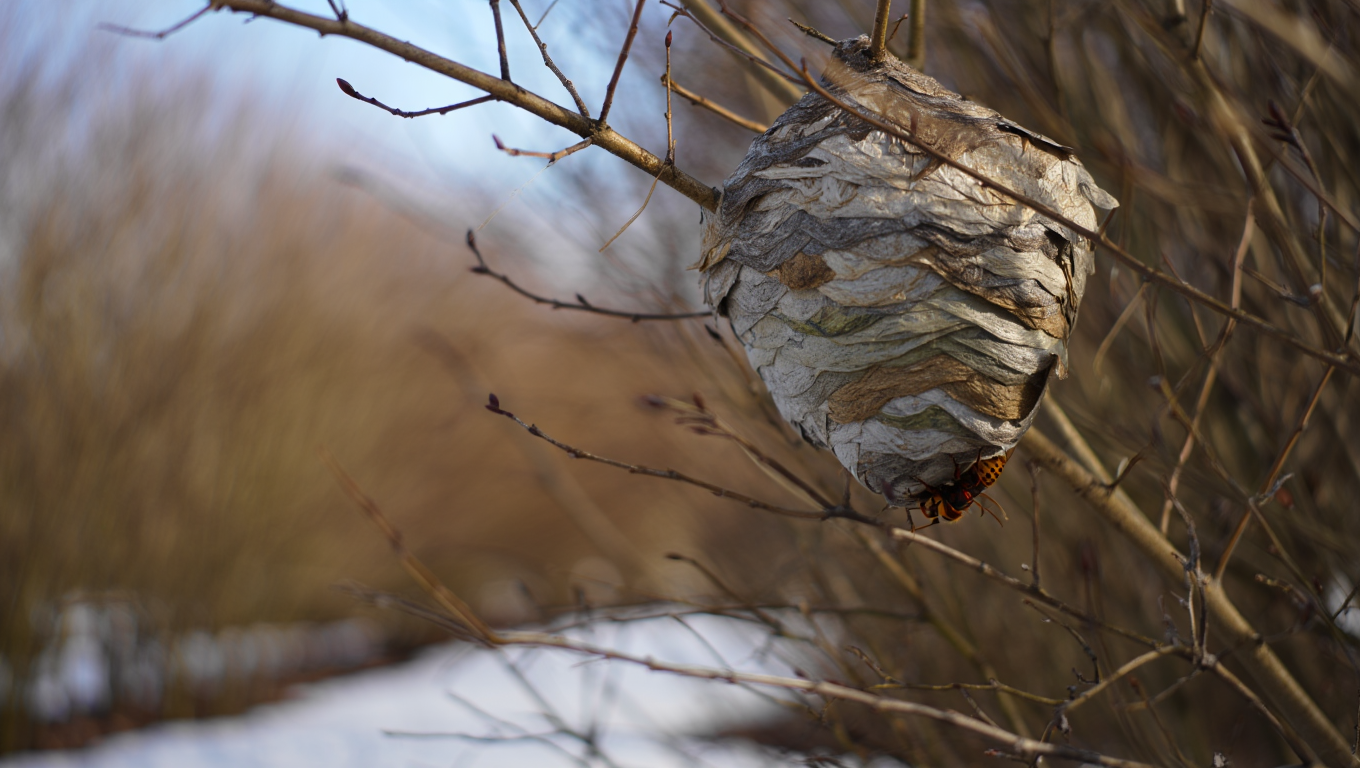 Voici pourquoi poser vos pièges à frelons en février change tout cette année