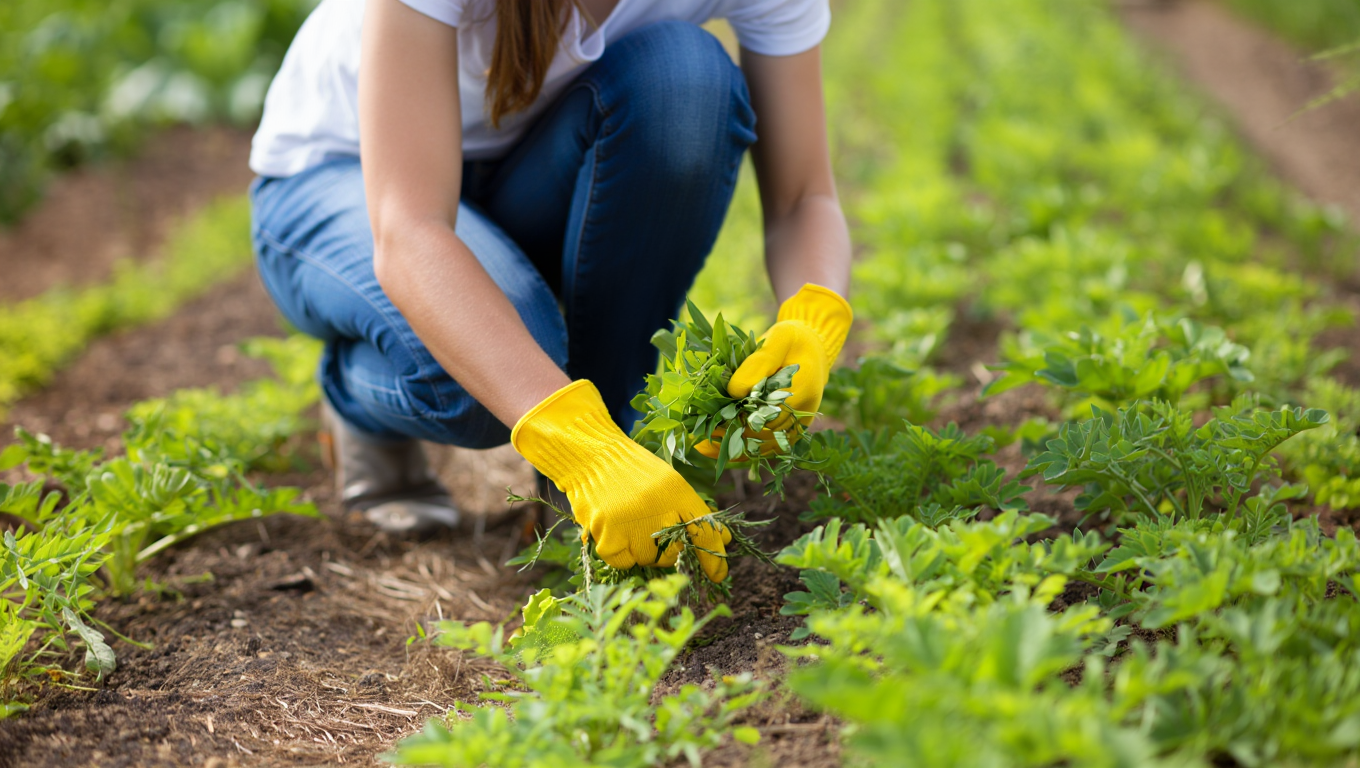 Ni désherbant ni vinaigre : ce geste secret élimine les mauvaises herbes durablement