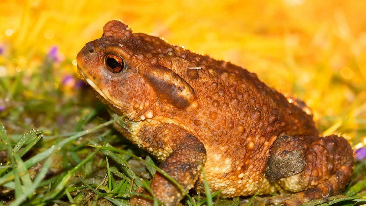 Faut-il vraiment chasser grenouilles et crapauds ? Ce que cachent les experts