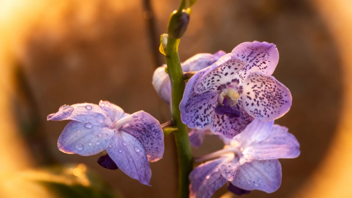 Vous n’imaginez pas comment se reproduit cette orchidée star des salons